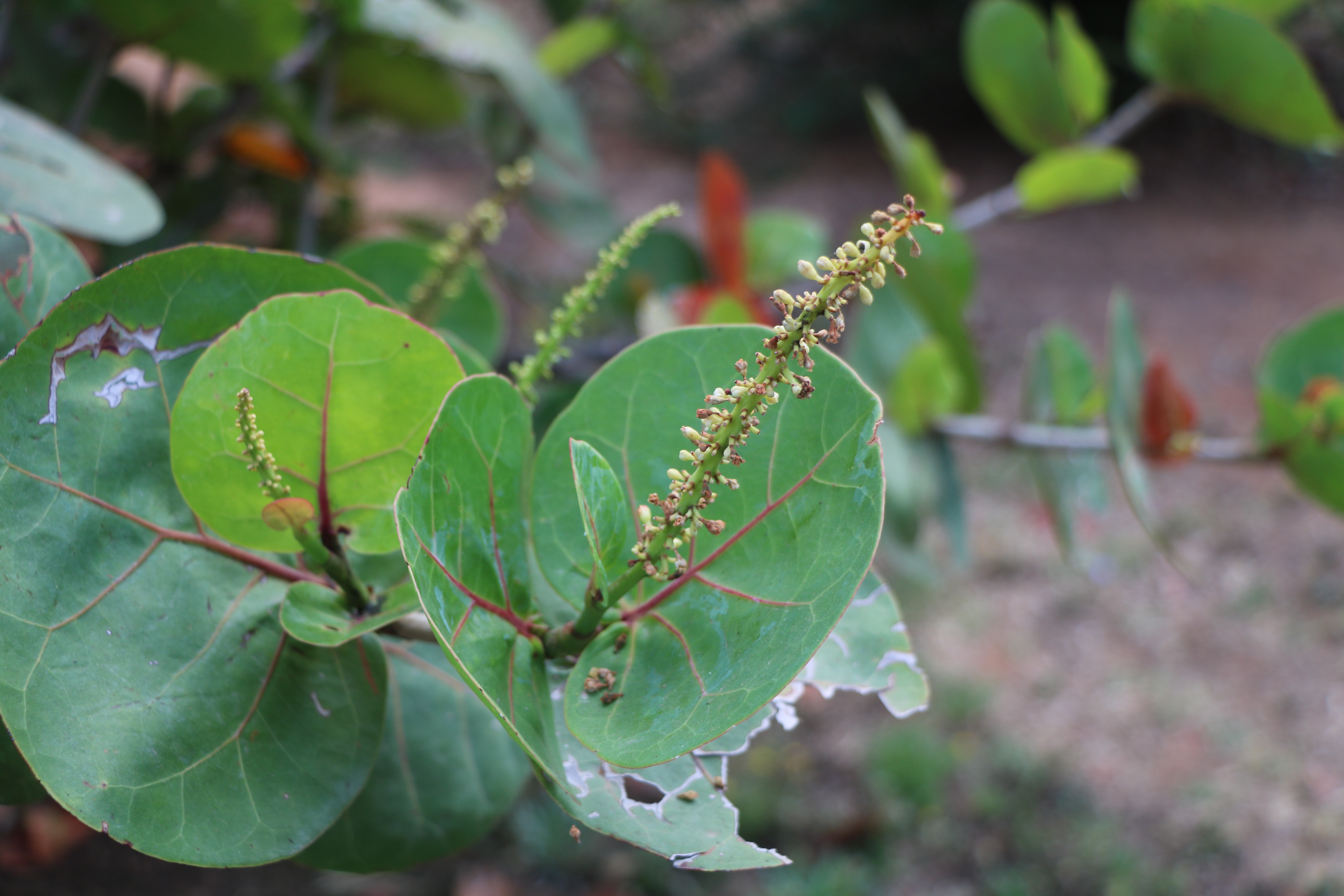 Coccoloba